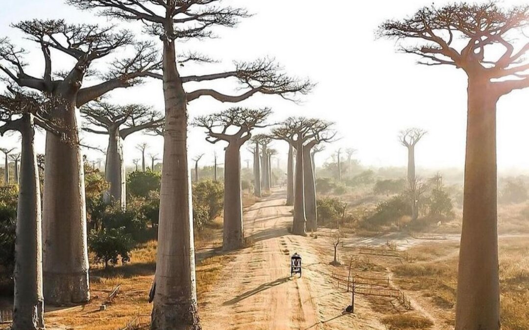 BGD KURBAN BAYRAMI MADAGASKAR & MAURITIUS KEYFİ GEZİSİ